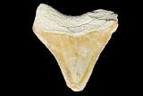 Bone Valley Megalodon Tooth - Florida #76571-1